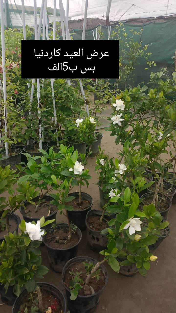 ✅عروض العيد مميزه ✅
يقدم لكم مشتل الانوار🌹
 عن عروض خاصه 🌲
بأنواع الأشجار.🪴🌹
تفاصيل أكثر داخل المنشور!
العنوان📍 صويره شارع العام🛻🛻 مجاور مجمع أبو زهراء للسيراميك.//قرب مطعم هنداس
🚖🚖يوجد خدمة توصيل 🚖🚖


**إذا كنت صاحب هذا الإعلان وتريد حذفه لأي سبب، رجاءا أرسل رسالة إلى الدعم الفني**