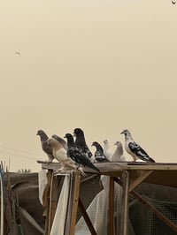 طيور 🐦 للبيع فول صحاوه ومطيار سعر الزوج ١٥اتصل وخادم ٠٧٧٧٦٨٨٩٩٦٢