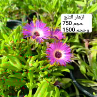 ورود ونباتات • مستلزمات زراعية • الناصرية قلعة سكر