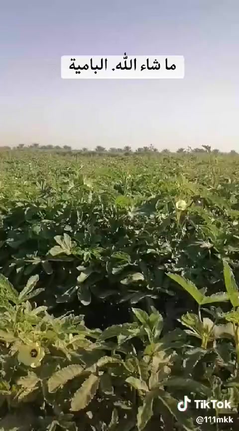 حب باميه سعر الكيلو 20/ ***********
