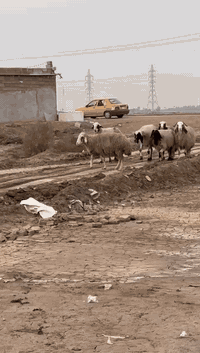 اللهم صلي على محمد وآل محمد غنم العدد 35 مضاريع كلهن غنم خشنه وصاحيات مكفولات المكان ميسان الاتصال ***********
