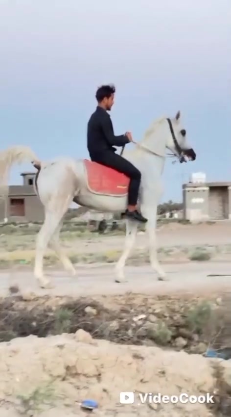 حياكم الله خيالتنه فرس مصريه كتاب وشريحه كامله. مكمله شاهد الله عليه احله من المقاطع سالمه من كل عيب الرتفاع 155حشار 5اشهر العمر 5سنوات المكان بابل الحمزة الغربي.. بروح الحسين المو شراي لا يتعبني ولا اتعبه ومتواجد تصال واتساب فقط 
***********بي واتساب
