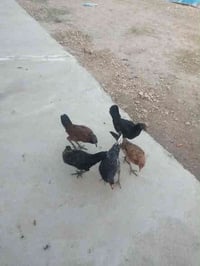 فراريج • ٥قطع • ديك مبين