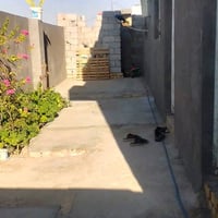 بيت زراعي • الوركاء الزهراء • ٣٠٠م