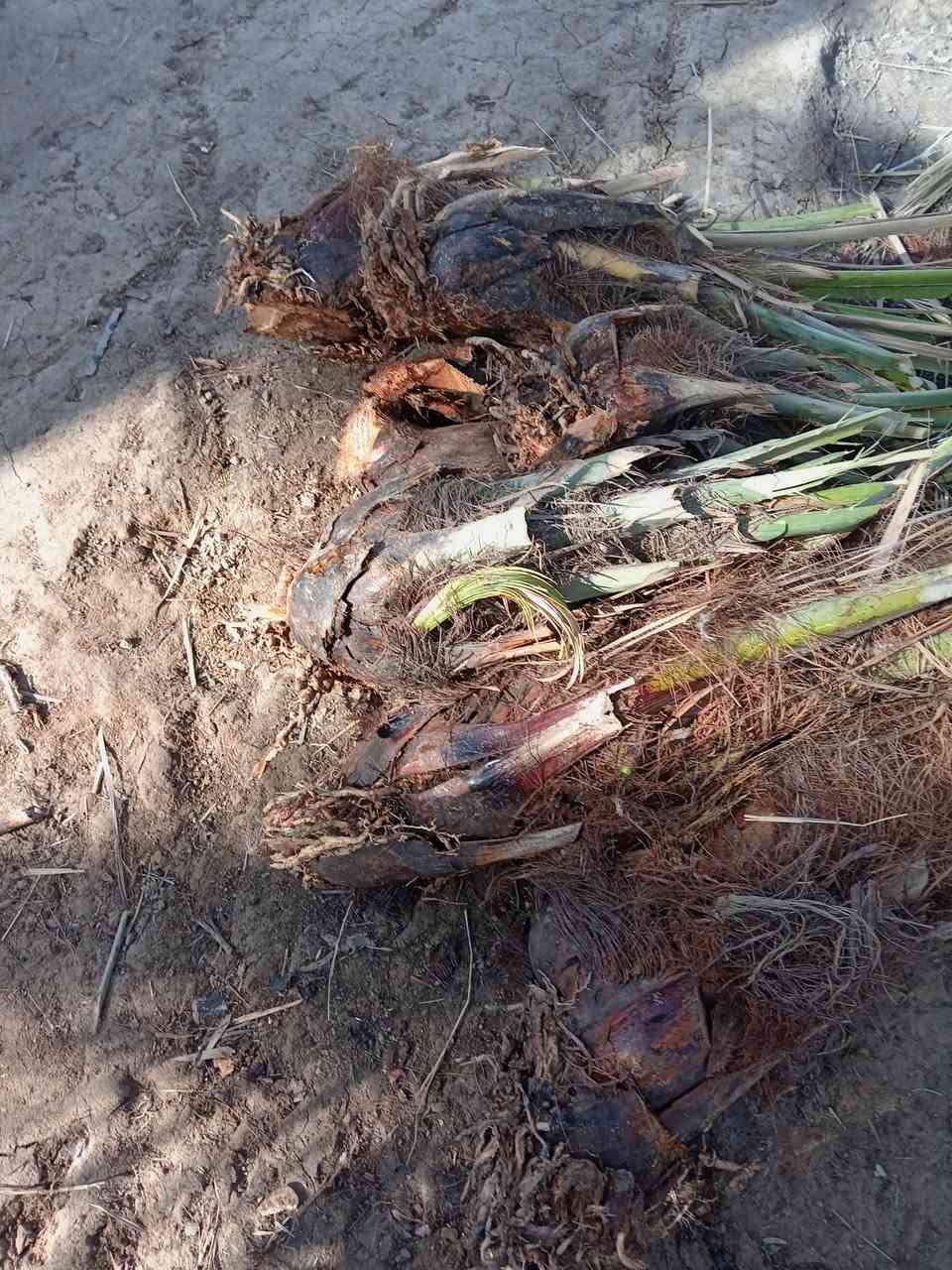 موجود النخلات بلاش بس فلوس شلاع  ***********
