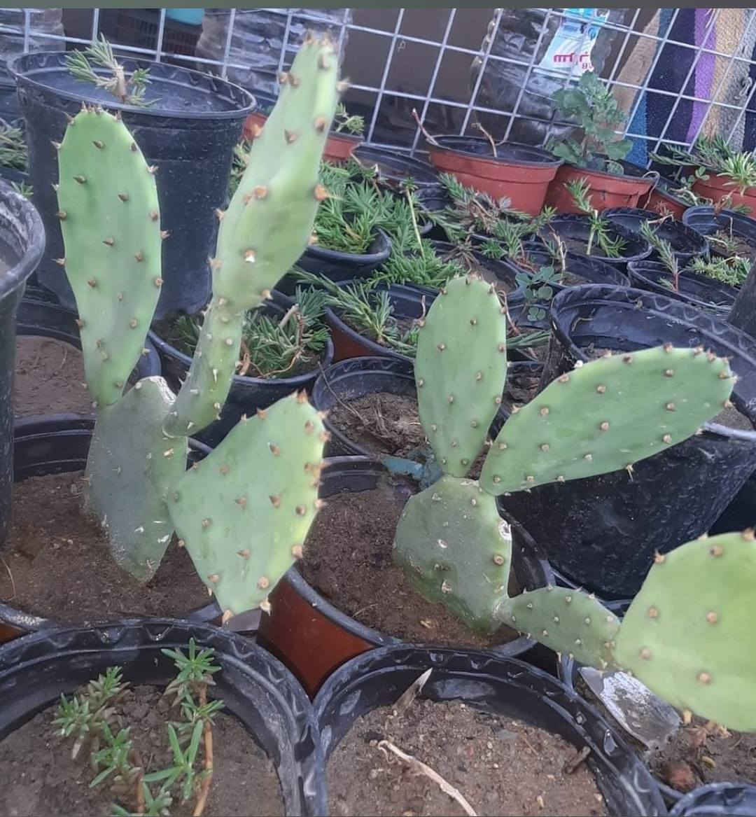 متاح لدينا شتلات نبات الصبار التين الشوكي لطلب والحجز واتساب ***********
السماوه أو مراسلة الصفحه يوجد خدمة توصيل طلبات داخل السماوه
