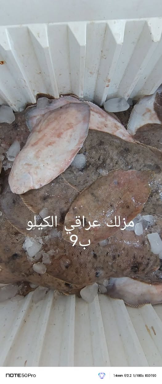 السلام عليكم من رخصة الادمن
اللهم صل على محمد وال محمد
محل اسماك المرتضى لبيع الاسماك البحريه والنهريه وجبه جديده بتاريخ 9/7/2026 العنوان ام قصر شارع 11 مقابيل حجي عدنان اللحيمجي
***********

