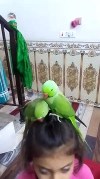 متاح الزوج دره اليف ويحكي رقم الهاتف 07704997329 يعمل وتساب