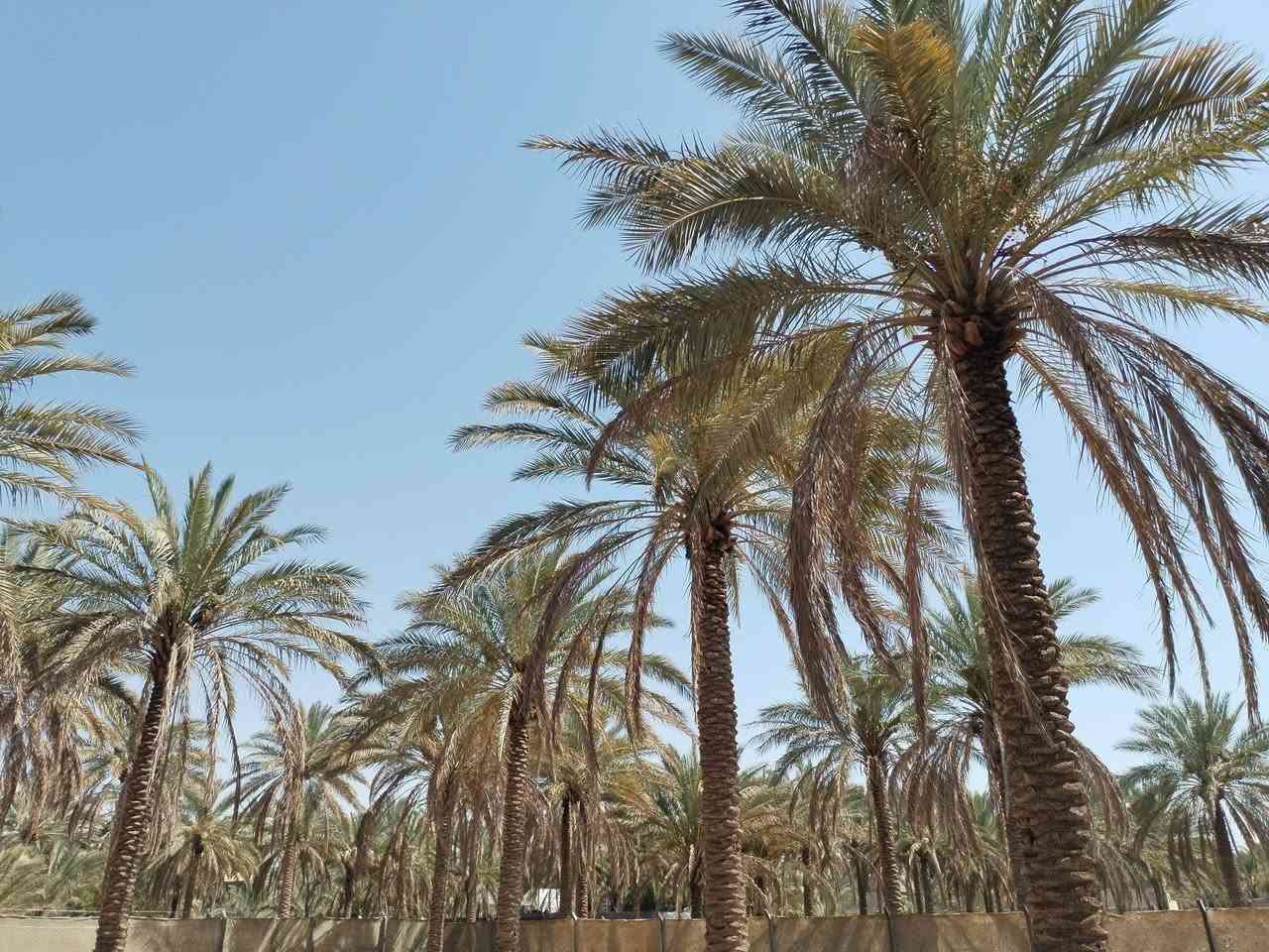 الف متر للبيع كربلاءالحر السواده على نزلة البوري الأسود ١٤٥ مليون الواجهه ٣٤ متر والنزال ٣٠ متر متوفر كهربائي وماء
*********** للاستفسار

