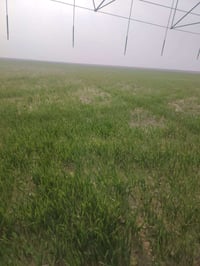 ابو غار سماوه • ٢٣٥ دونم • بير واحد