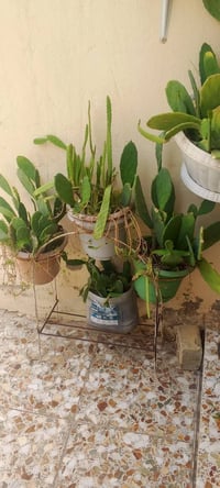 ورد الصباح • صبار • ١٥ سندانه