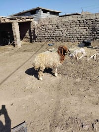 دجه • مراوس • للبيع