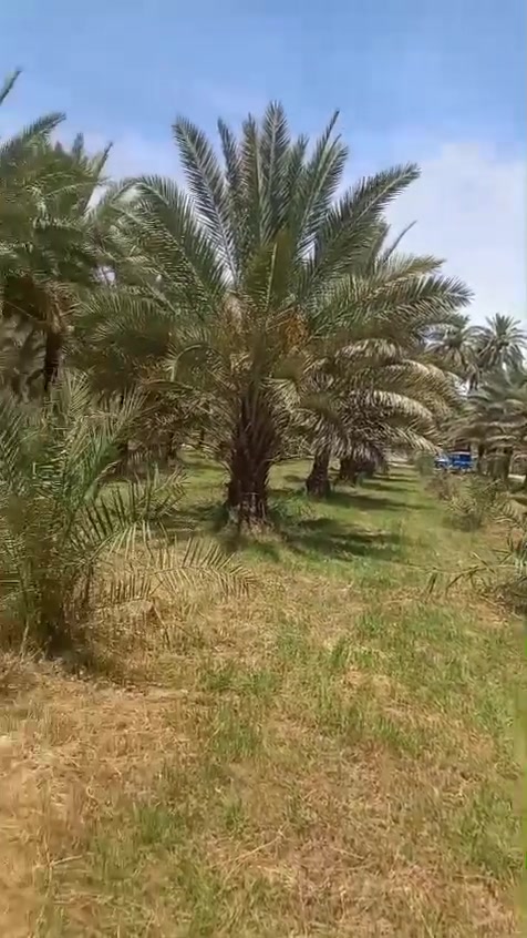 بستان بقضاء الصويرة للبيع الاتصال بالرقم ***********
