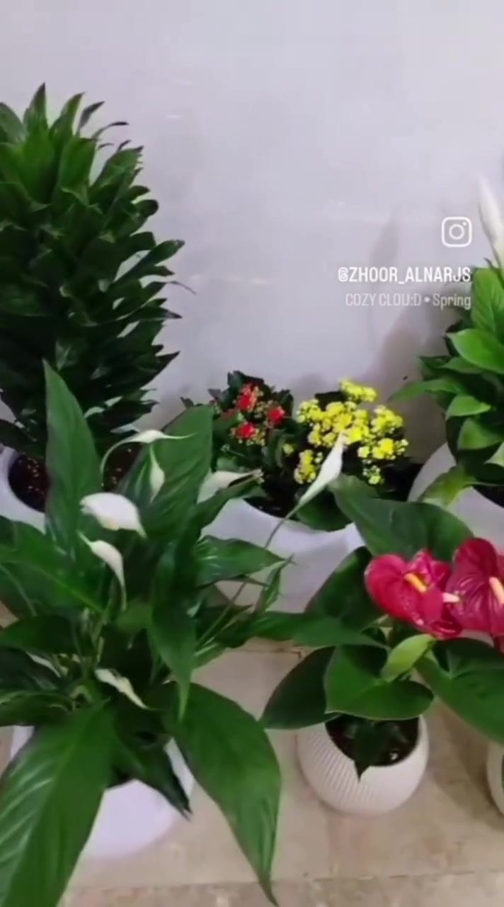 *بيتك مخنوك؟ والسبب مو الحر ....

كل يوم تدخل البيت تحس الجو ثقيل، حتى لو المكيف شغال؟  
المشكلة مو بالحرارة... المشكلة إن ماكو نفس أخضر بالبيت.😣🌿

النباتات الظلية مو ديكور وبس. هي فلتر طبيعي ينقي الهواء، يقلل التوتر، ويخلي المكان "يتنفس".😻🌿✨

نباتات ظلية داخل المنزل 🕊️
للحجز والاستفسار راسلونا للصفحة 🕊️ 
التوصيل متوفر لكل المحافظات العراقية 🕊️
#مشتل_زهور_النرجس


**إذا كنت صاحب هذا الإعلان وتريد حذفه لأي سبب، رجاءا أرسل رسالة إلى الدعم الفني**