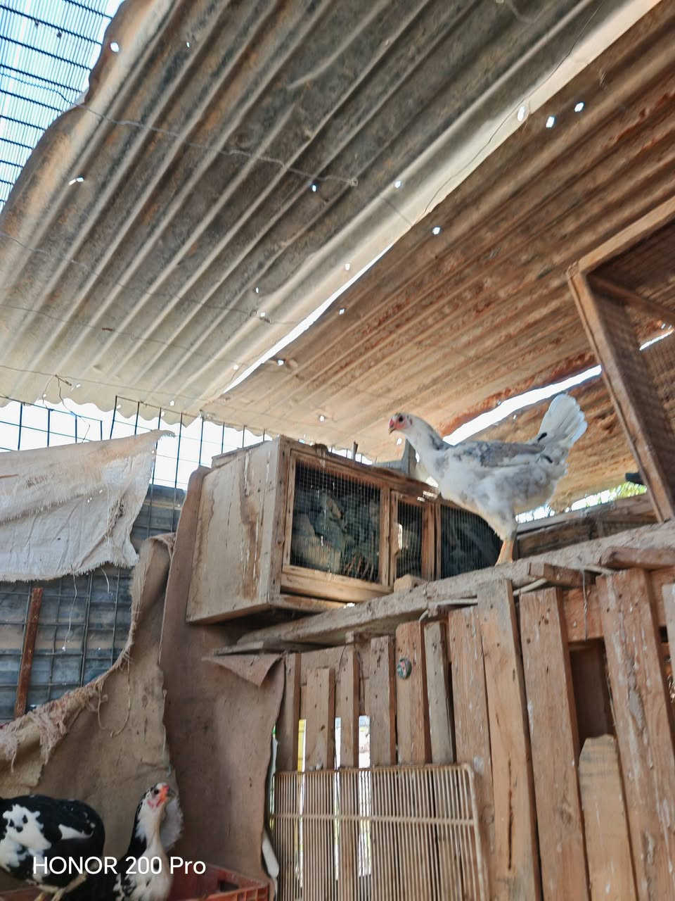 متاح ديك بوطاني و٥ دجاجات صلاح الدين تكريت للاستفسار ***********
