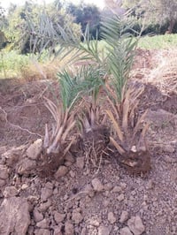 فسائل استعمران • فسائل عبد الهادي • توصيل