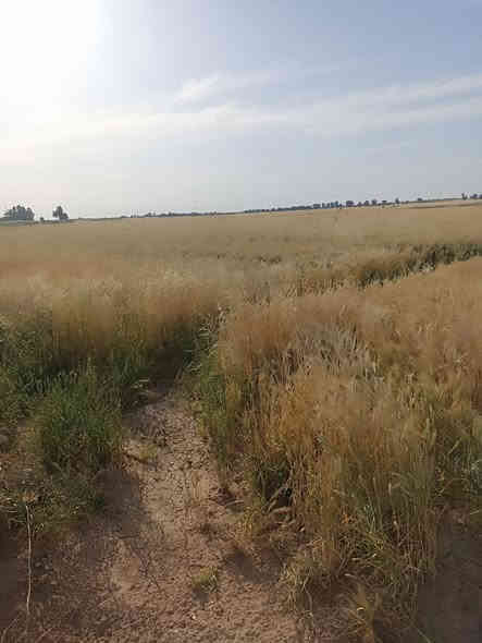 سلام عليكم ورحمه الله وبركاته
بسم الله الرحمن الرحيم 
ارض زراعية للبيع المساحه ٣٥ دونم صالحة للزراعة وشرط الزرع بيها ماطور ابو العشره وغطاسات عدد ٢ مستوفية كافة الشروط من ماء وكهرباء وشارع تبليط قريب عليها ومدارس ومنطقة هادئة وناسها جداً محترمين مكان الأرض الرفاعي صوب بني ركاب منطقة المريبيع  . ملاحظة الأرض مسيجة بمشروع مربع ناقص ظلع يعني چتف من كل الجهات 
السعر وباقي التفاصيل الاتصال على الرقم الموجود بالاعلان 
*********** بي واتساب أو مراسلة الصفحة
