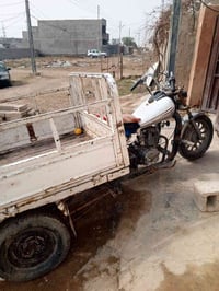 ستوته • بدون أوراق • بعقوبه