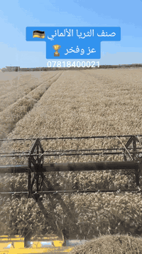 تعلن شركة السنابل الذهبيه عن وصول مغلفات صنف الثريا الألماني  •صنف عمر...