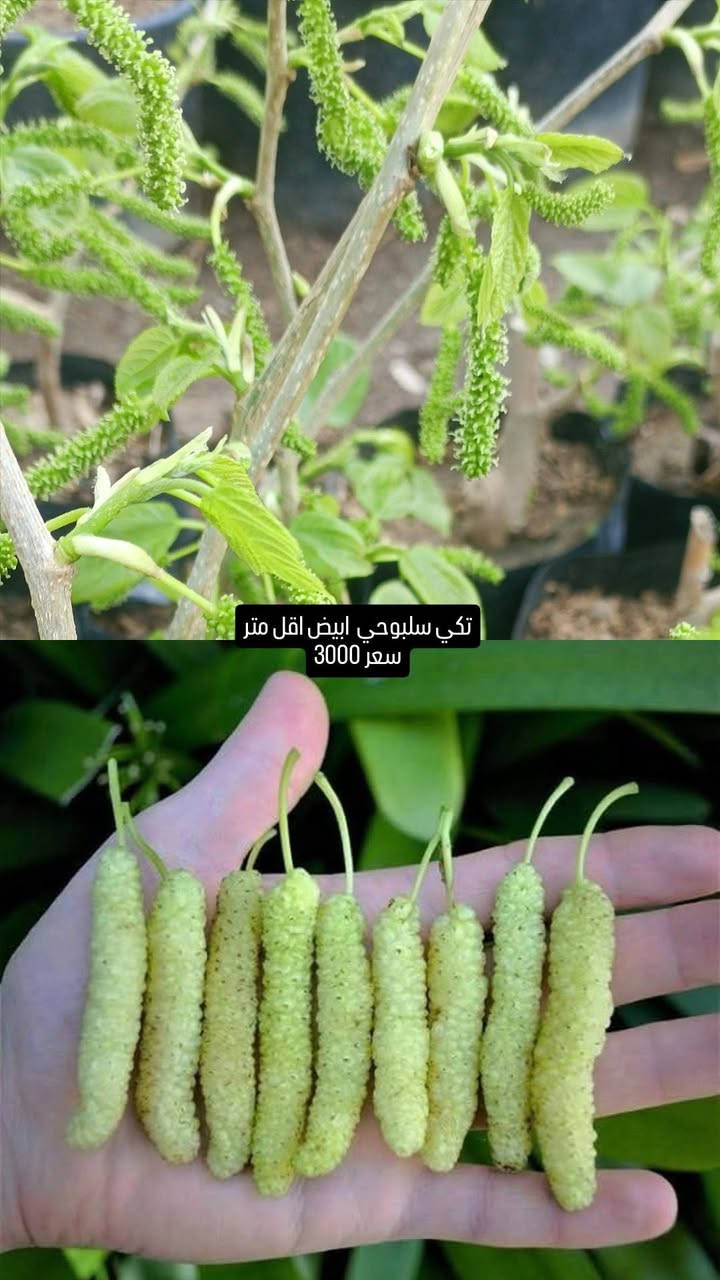 توفر يم مشتلنا تكي انواع وسعر مناسب

التوصيل محافظات 5000

🚚يوجد توصيل جميع المحافظات 

للحجز والاستفسار
***********. 📞لأي استفسار الرجاء مراستلنا  الواتساب 📲 أو الإتصال على الرقم
