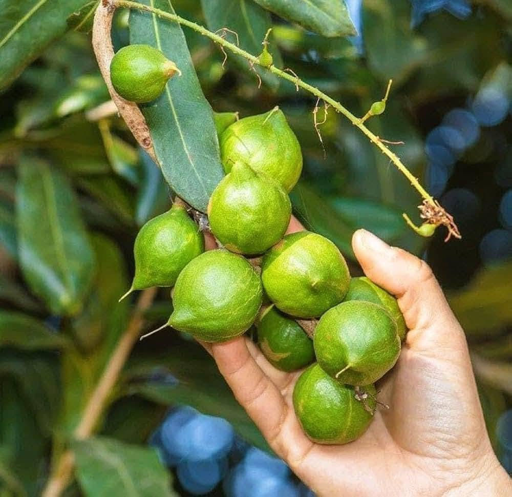 🌿✨ متوفر الآن في مشتل الشاهين الزراعي
شتلات شجرة المكدميا (جوز المكاديميا) 🌰🌳

من أرقى وأغلى أشجار المكسرات في العالم، تتميز بسرعة نموها وجمال أوراقها وإنتاجها لثمار المكاديميا اللذيذة والغنية بالفوائد الغذائية 💚

✔️ مناسبة للحدائق والمزارع
✔️ شجرة دائمة الخضرة
✔️ إنتاج وفوائد غذائية عالية
✔️ تضيف منظر استوائي جميل للمكان

📍العنوان: بغداد – الدورة – الشارع المقابل لعلاوي الرشيد قرب شركة دجلة للمشروبات الغازية خلف منطقة أبو دشير
📞 ***********
📲 واتساب متوفر

يوجد توصيل لجميع مناطق العراق بعد تحويل المبلغ على بطاقة ماستر كارد 

🌱 زورونا وتعرفوا على الأصناف المميزة والمتوفرة باستمرار في مشتل الشاهين الزراعي 🌿

