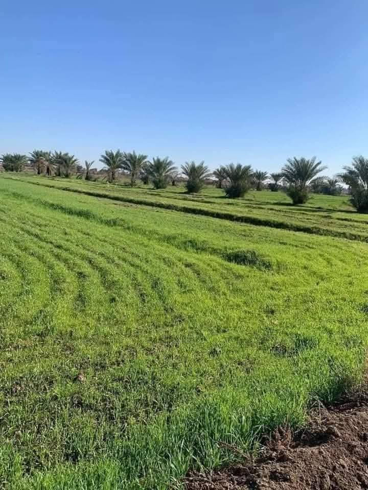 السلام عليكم عرض اليوم 4دونم في منطقه الشيخ💎🌲 عامر✅ قريب على شارع التبليط مربع الدونم 50 ×50 سند✅  25 ع طابو الفلوجه ماء كهرباء فوكاهه كل شي ترهم شاليهات سكن العنوان بغداد منطقه الشيخ عامر وره✅🌲 السوق مباشره سعر الدونم خاص او استفسار على الواتساب ***********✅
