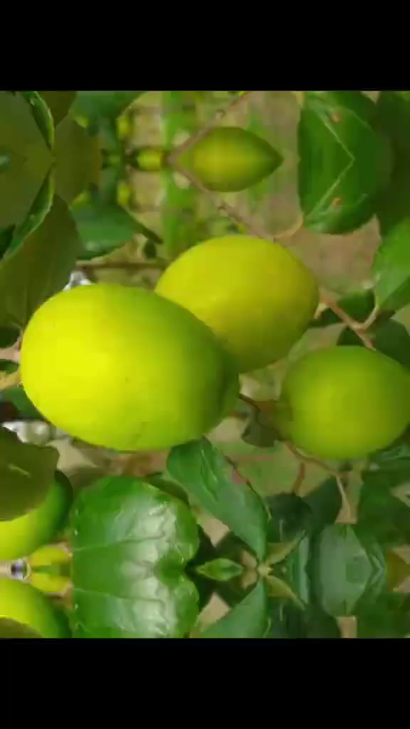 مع اقتراب وقت التطعيم
الا يريد تطعيم السدر النبك تلعفر  يتواصل مع الارقام
 ***********
***********
 👆 واتس اب
       فايبر
      تلكرام
خاض مفتوح
