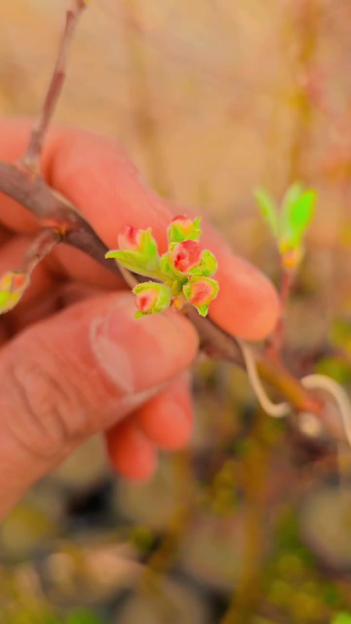 تم وصول وجبة فواكة في (مشتل الرفاعي)
مشمش
كوجة 
تفاح 
تكي 
عرموط 
تين اسود+ اصفر


**إذا كنت صاحب هذا الإعلان وتريد حذفه لأي سبب، رجاءا أرسل رسالة إلى الدعم الفني**