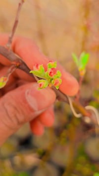 مشتل الرفاعي • شجر فواكه • مشمش تفاح