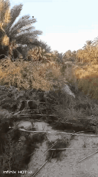 5 دوانم  طابو صرف بستان  بالبصام طابوها عله ابو غريب سعر الدونم 120 مليون وبي مجال اتصل ع رقم ***********
