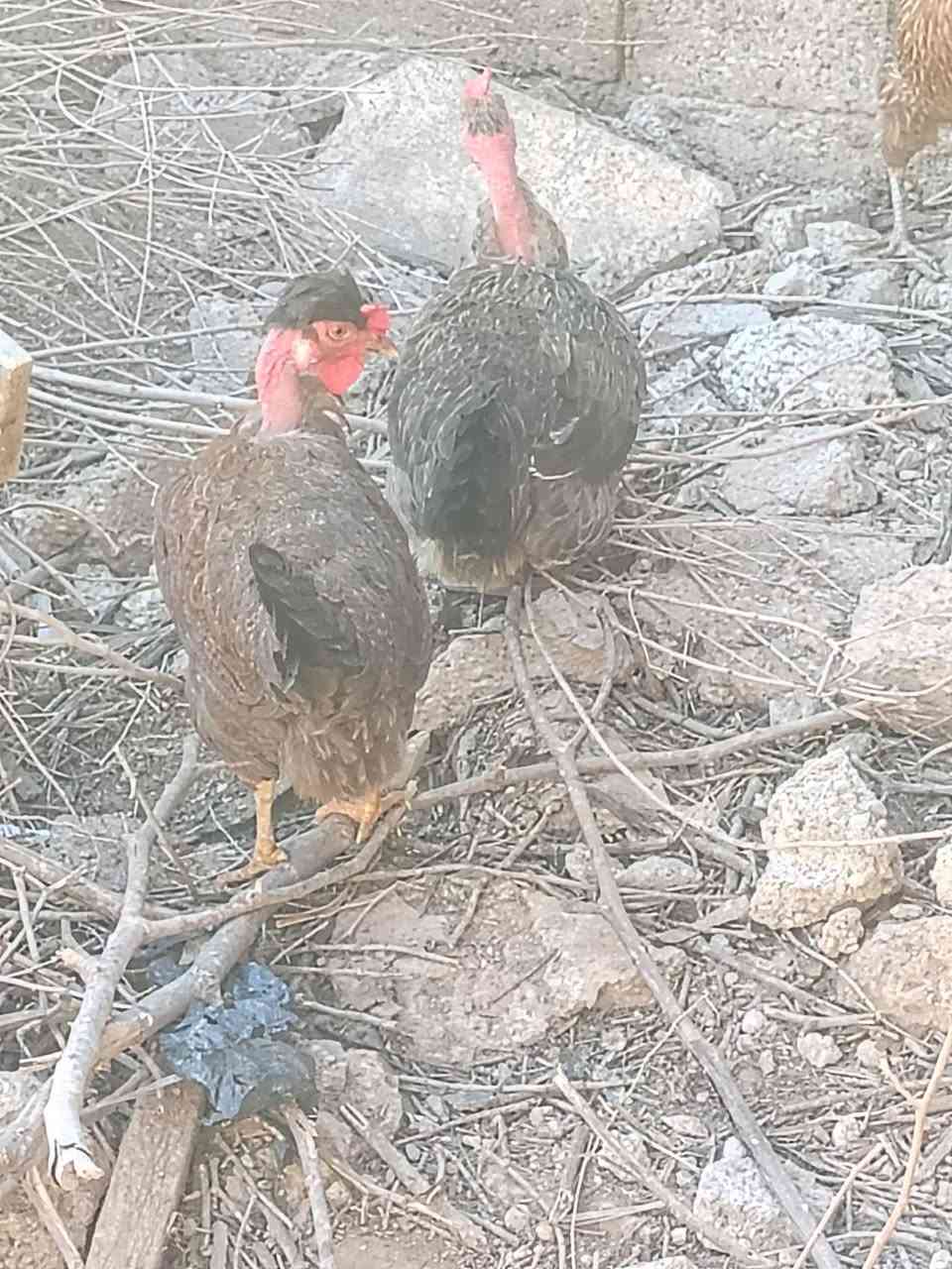 سلام عليكم
للبيع ديج +3دجاجات بياضات 
مكان سليمان بيك


**إذا كنت صاحب هذا الإعلان وتريد حذفه لأي سبب، رجاءا أرسل رسالة إلى الدعم الفني**