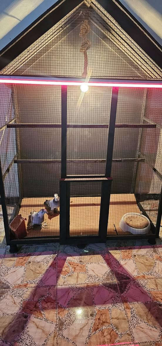 قفص كلش حلو مدخال  بيت باب محال يرهم كلشي قياسه حلو  مكاني نجف توصيل اكو ***********  بس نجف سعره  عل خاص مناسب  اي فصال نشتغل الكم
