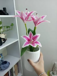 سنادين • نباتات • بأسعار مناسبة