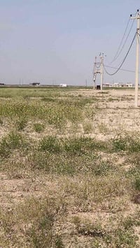 قريه الاعيوج • ٥ دونم • طابو ملك صرف