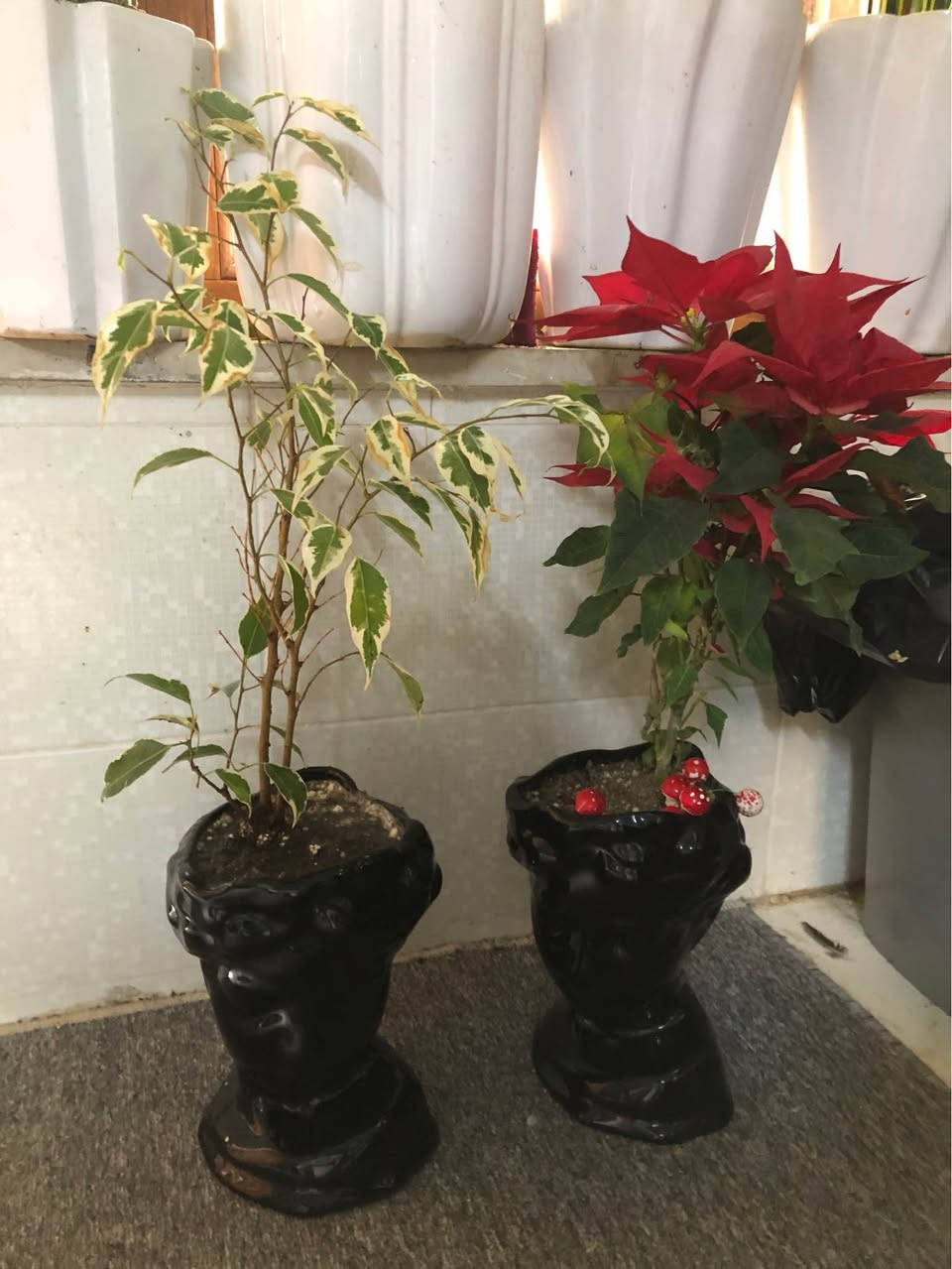 نباتات طبيعية ظلية كلها ٨٠ الف قفل
اربيل روشنبيري
توصيل داخل اربيل ٥ الف أربيل, العراق


**إذا كنت صاحب هذا الإعلان وتريد حذفه لأي سبب، رجاءا أرسل رسالة إلى الدعم الفني**