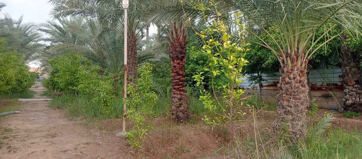 السلام عليكم دونم ونص للبيع شاطية
يحتوي على حديقتين امامية وبيت طابقين 250 متر يحتوي على 5 غرف نوم وهول  كعدة للعائلة وصالة واستقبال ومطبخ و 4 حمامات البستان مزروعة نخل وحمضيات ويوجد مسبح قيد الانشاء العنوان الزعفرانية نهاية الاربع شوارع شارع مخبز المجتبى خلف السدة  اكرر البستان شاطئية قرار. 117 

للاستفسار  الاتصال على الارقام التالية 

*********** واتساب واتصال

***********  تلكرام واتصال
