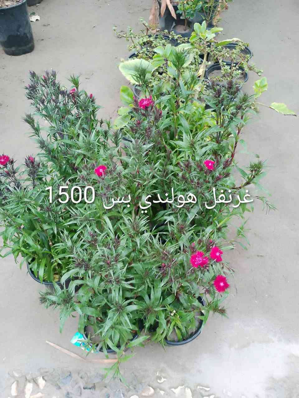 عرض العيد من مشتل سيدجلال


**إذا كنت صاحب هذا الإعلان وتريد حذفه لأي سبب، رجاءا أرسل رسالة إلى الدعم الفني**