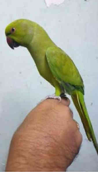 غبغاء دره عمره ست اشهر العنوان ستت اشهر مكان شهداء البياع تصال ***********
