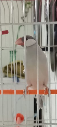 جاوه المنيوم • ٨ زواج • قضاء النصر