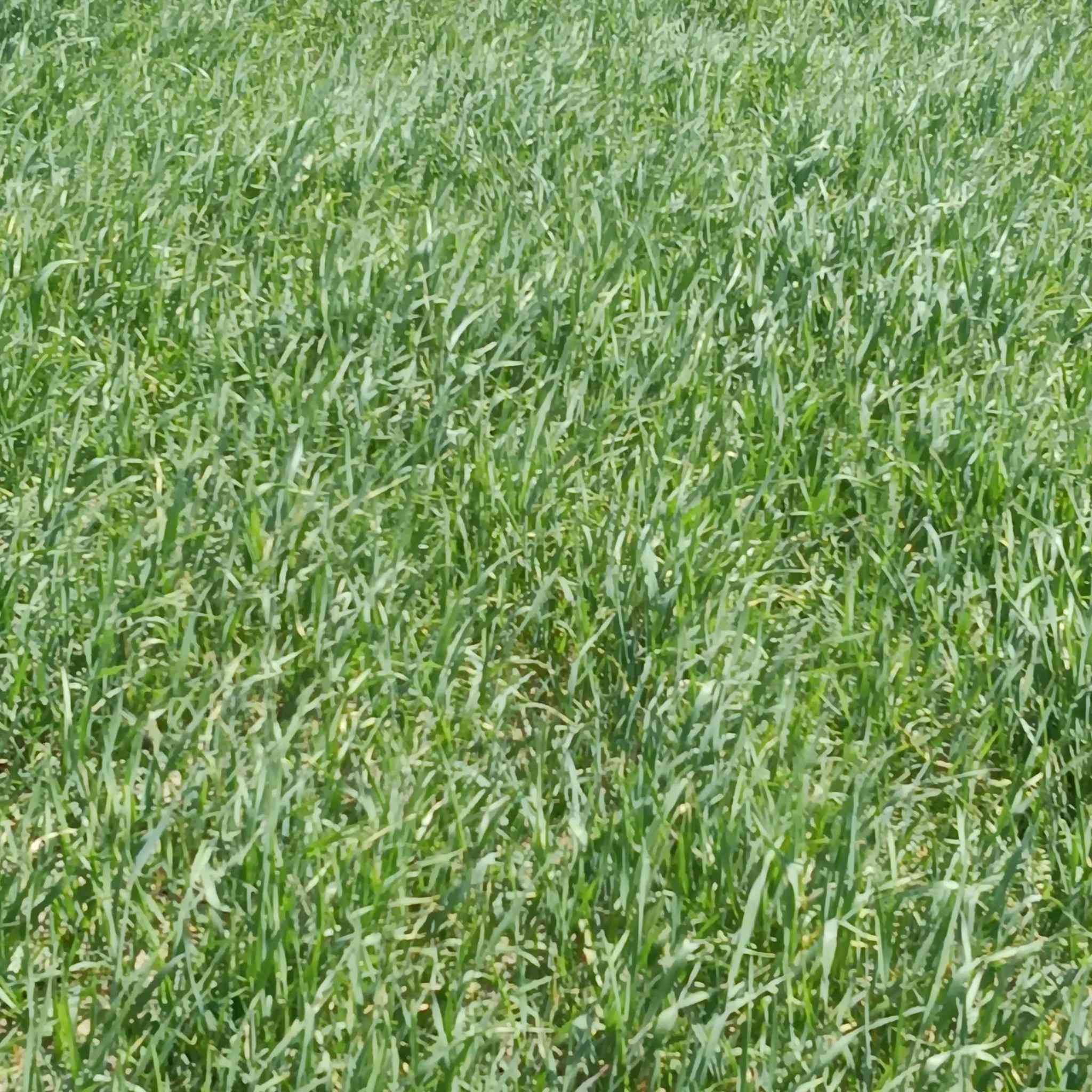 السلام عليكم دغل للبيع 7دونم
المكان قرية الصوالح الاتصال على الرقم ***********
