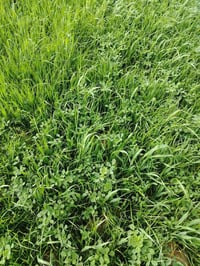 شروه البيع ٧٠ دونما   وي سفسار تصل عله الرقم٠٧٧٢٢٣٨٩٧٦٣