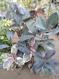 نبات المطاط • مرقط • مشتل ابوبكر