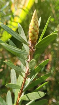 فرجت بطل • أحمر • مشتل كوت فلكت