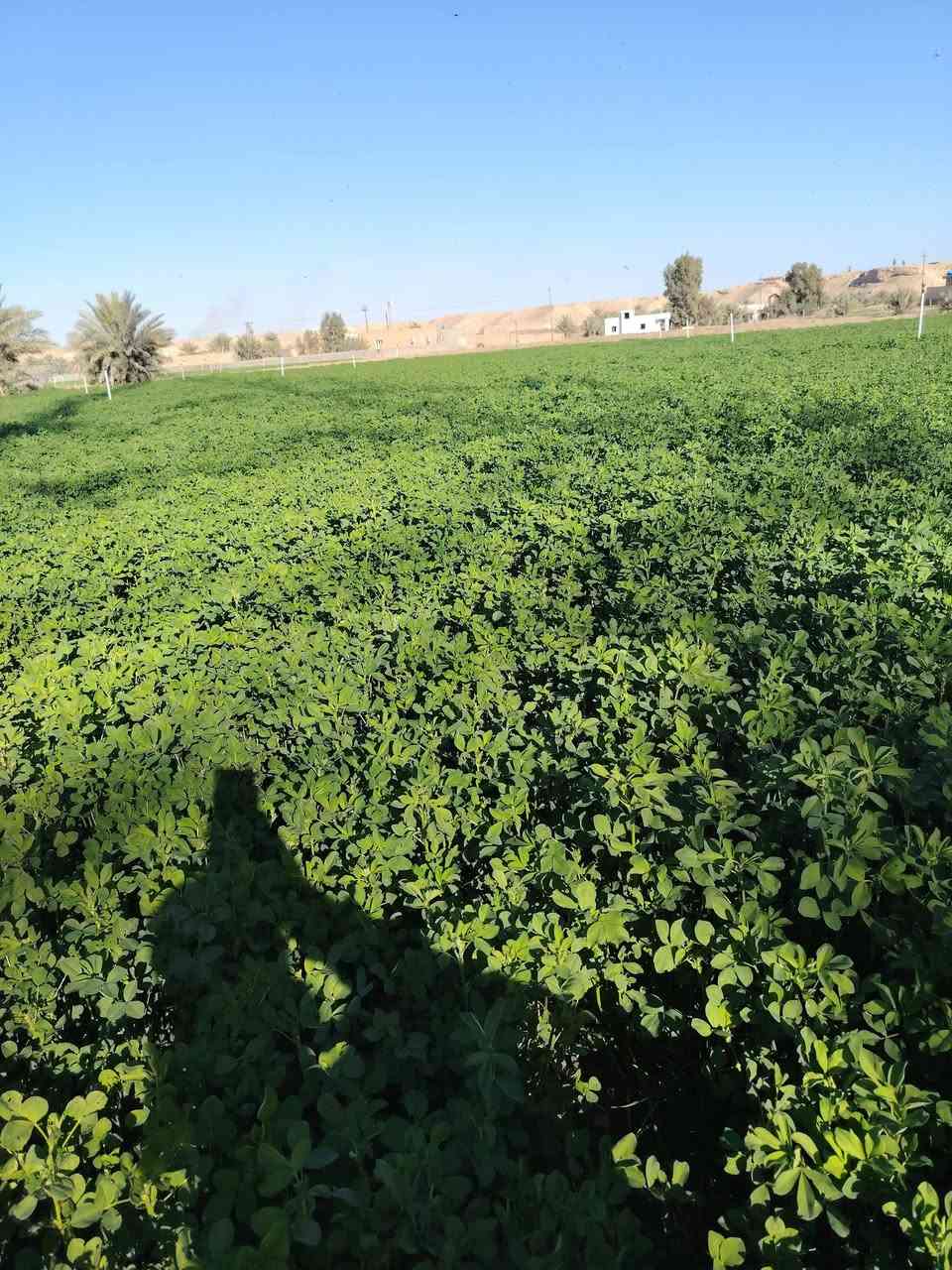 السلام عليكم
بذور جت

مكفول

سعر الكيلو 15
النظافة فول 
الكمية مفتوحه

الاستفسار عن الرقم ***********
