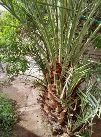 مجانا • العباسية الشرقية • ديكور