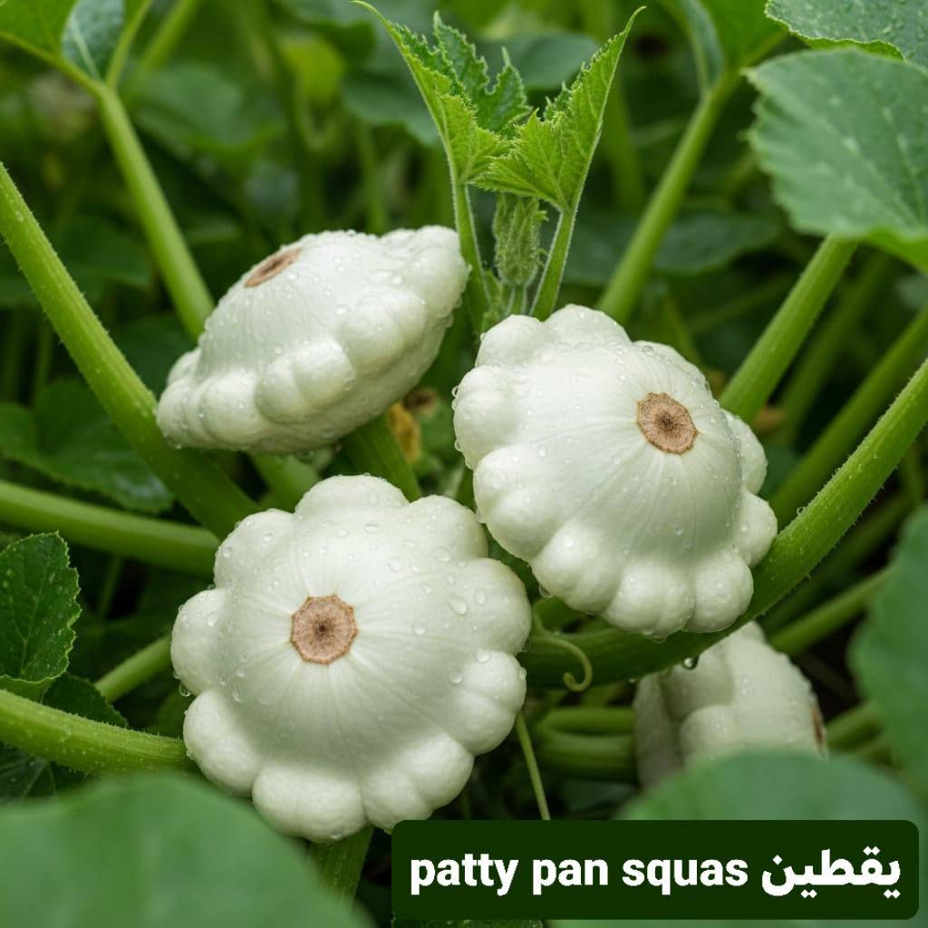 اندر انواع البذور👌
سعر المغلف 1500 فقط
توصيل جميع محافظات العراق
للحجز والاستفسار *********** واتس اب او خاص
#بذور
#سنادين
#زراعة
#بانية
#يقطين
