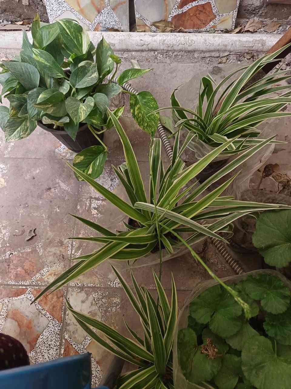 ٣ نباتات داخلي وخارجي درجه اولى بسعر ١٠ فقط 
متوفر توصيل داخل وخارج المسيب


**إذا كنت صاحب هذا الإعلان وتريد حذفه لأي سبب، رجاءا أرسل رسالة إلى الدعم الفني**