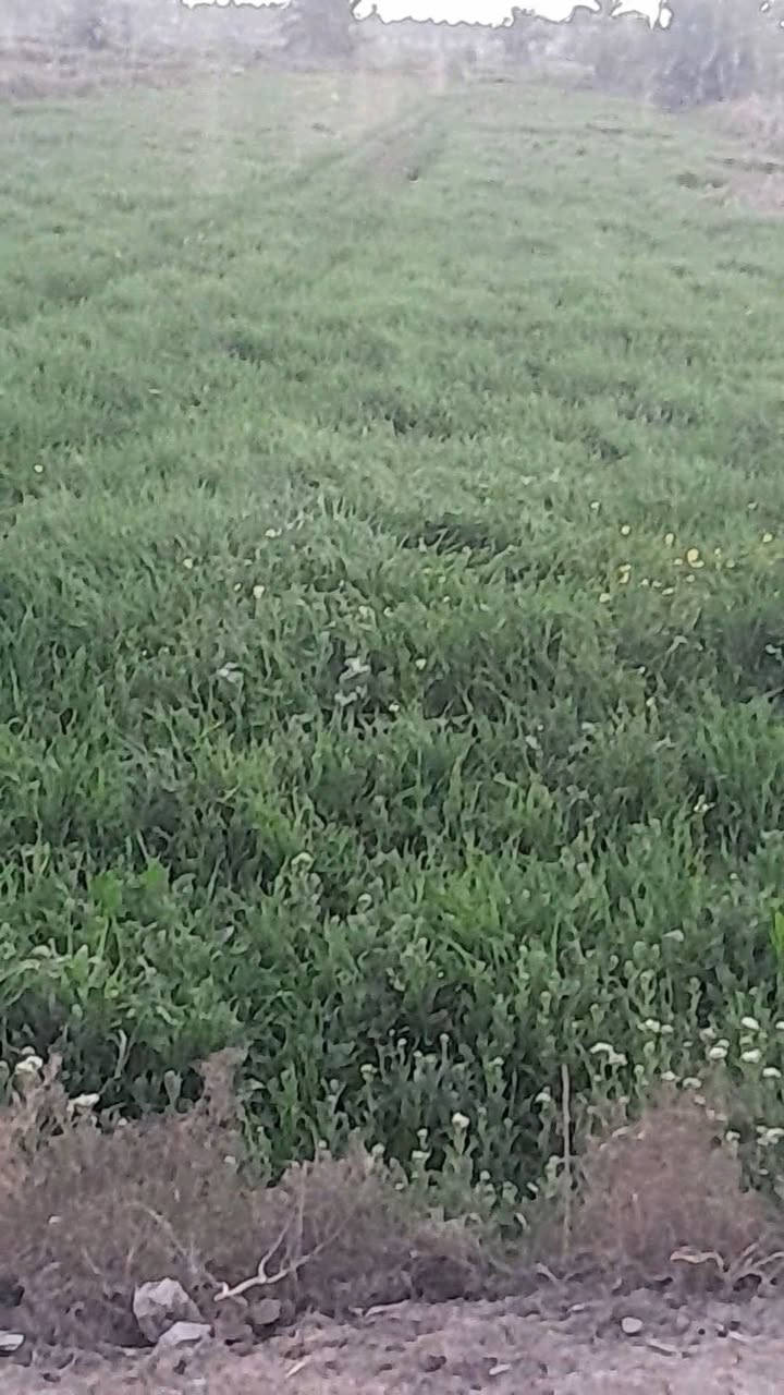 السلام عليكم اخوان ارض زراعيه للبيع مساحه دونم و٣٠٠ طابو زراعي سند ٢٥متوفر كافه الخدمات العنوان قريب على طريق العلويه الشريفه بنت الحسن عليه السلام للإستفسار ***********
