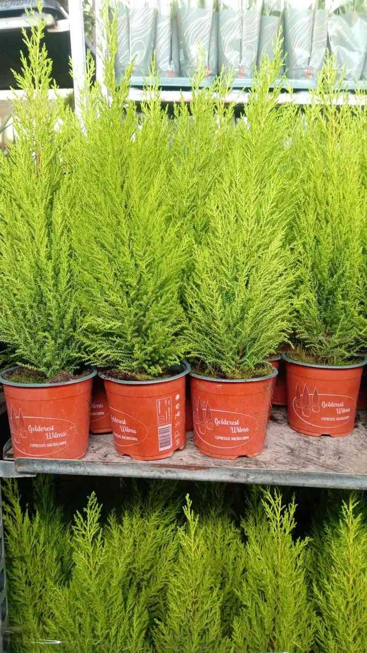 البساطة لا تكلّفك الكثير ! 
دع لقلبك فُرصة النقاء وّ استمتع بالحياة💚

نبتة طبيعية في بيتك تزيده جمال ✨  
وتبعث في النفس راحة وطاقة إيجابية طول الشهر الكريم 🌿🦋
#نباتات_ظلية جديدة توفرت اليوم 
(وصلنا كف الوز الوان نادرة)
ونباتات مائية شوفوا الصور وجمالهم 👇
للحجز والاستفسار مراسلة الصفحة 
توصيل متوفر لكل المحافظات


**إذا كنت صاحب هذا الإعلان وتريد حذفه لأي سبب، رجاءا أرسل رسالة إلى الدعم الفني**