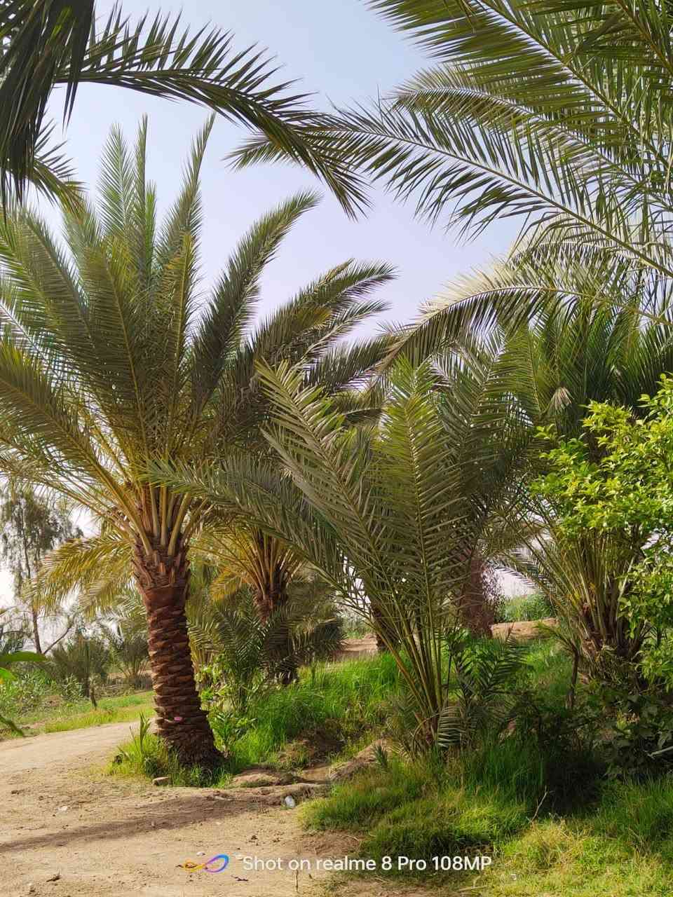 سلام عليكم ارض طابو زراعي للبيع 
المساحه 2 دونم ونص بيه 3 بيوت 
ومتوفر كافات الخدمات العنوان كفل ام نعجه  طريق كربلاء نجف استفسار اكثر 
الاتصال  ‭0783 885 1910‬
